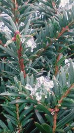 Close-up of plants