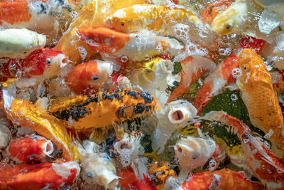 High angle view of koi carps swimming in sea