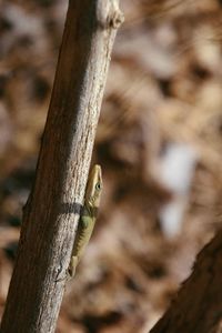 Close-up of lizard on tree trunk