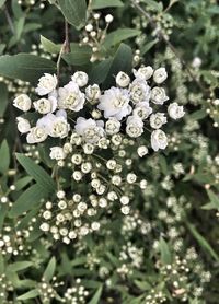 Close-up of white flowering plant