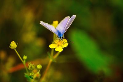 Close-up of butterfly pollinating on purple flower