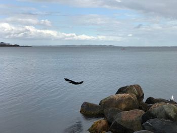 Bird flying over sea against sky