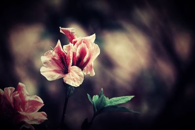 Close-up of flowers blooming outdoors