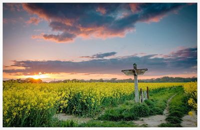 Scenic view of field against sky during sunset