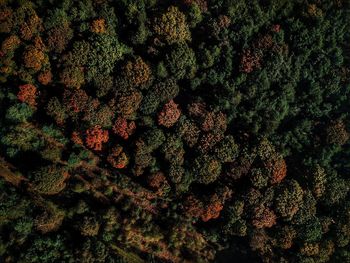 Full frame shot of trees