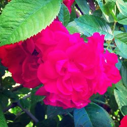 flower