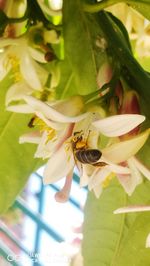 Close-up of bee on flower