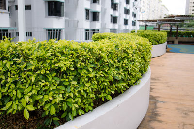 Close-up of fresh green plants against building in city