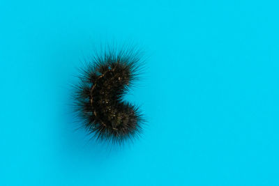 Close-up of insect on blue background