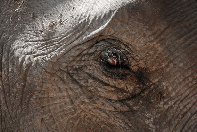 Close-up of elephant