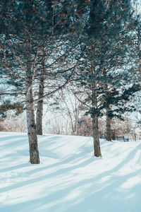 Beautiful sunny winter day in city park. seasonal cold nature landscape. natural outdoor background.