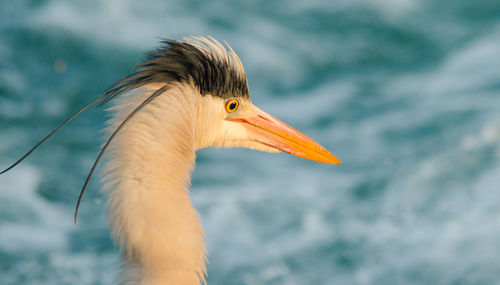 Close-up of gray heron