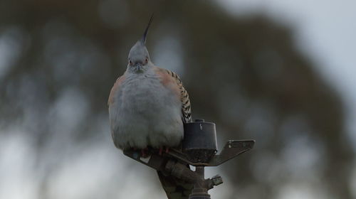 Close-up of bird perching on feeder