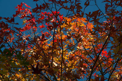 Low angle view of trees against sky