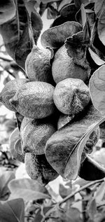 Close-up of fruits growing on plant