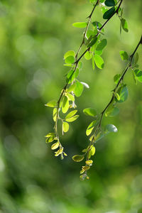 Close-up of berries on plant