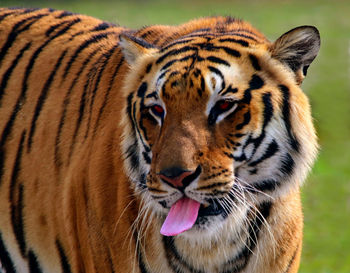 Close-up portrait of a tiger