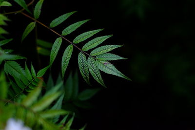 Close-up of plant leaves