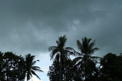 Low angle view of palm trees against cloudy sky