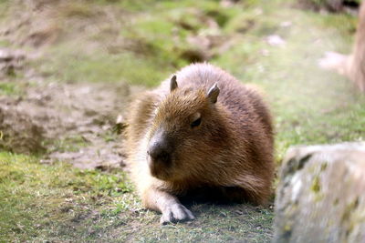 Close-up of an animal on field