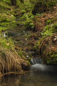 Scenic view of stream flowing in forest