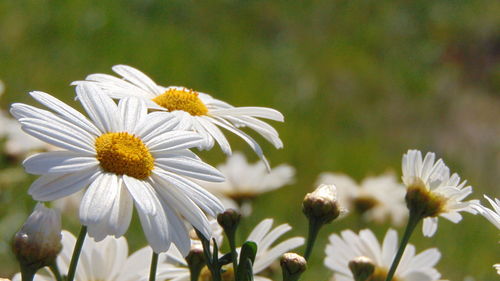 Close-up of white daisy flowers