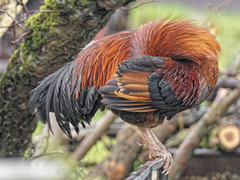 Close-up of a bird perching on branch