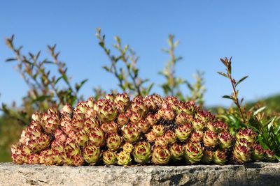 Close-up of flowering plants against blue sky