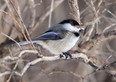 Close-up of bird perching on branch