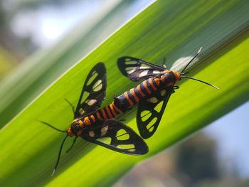 Close-up of butterfly on leaf