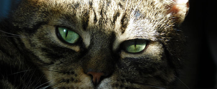 Close-up portrait of a cat