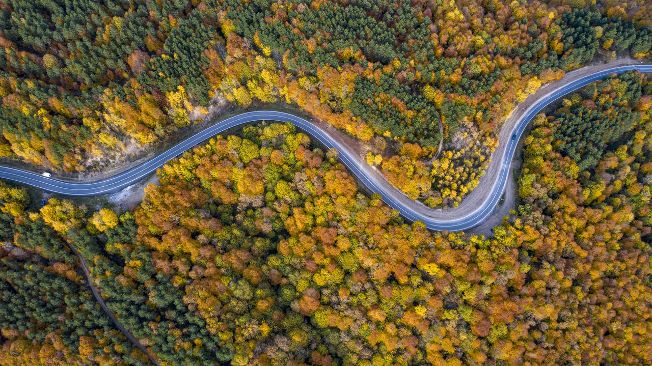 HIGH ANGLE VIEW OF ROAD AMIDST TREES