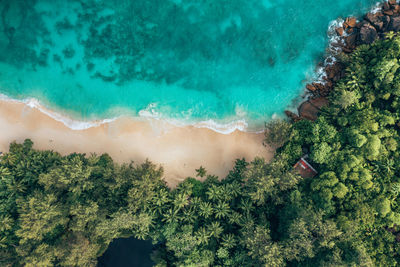 High angle view of trees at sea