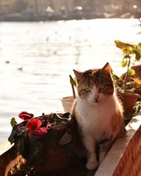 Portrait of cat sitting on a flower