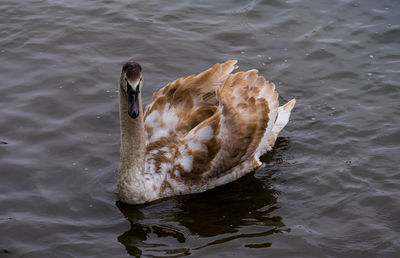 High angle view of swan swimming in lake