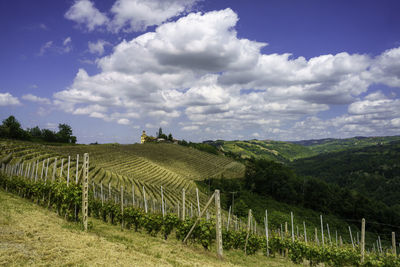 Scenic view of agricultural field against sky