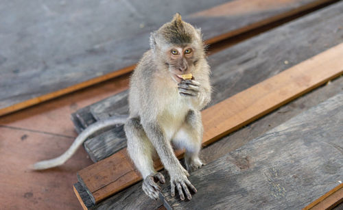 Portrait of monkey sitting on wood