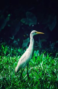 View of a bird on field