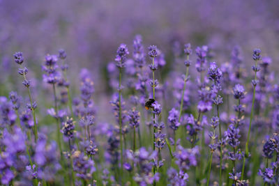 Close-up of lavender flowers on field