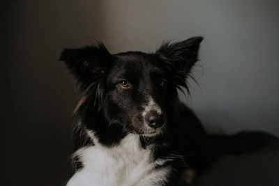 Close up portrait of dog. border collie in the dark room