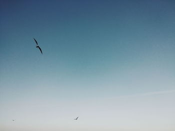 Low angle view of bird flying in sky