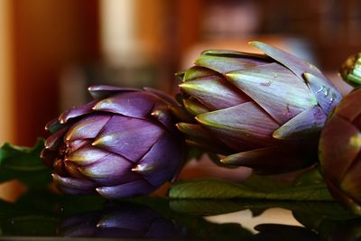 Close-up of purple flowering plant