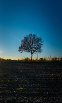 Bare tree on field against clear sky