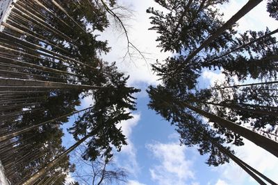 Low angle view of trees against sky