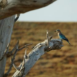 Close-up of bird perching on tree