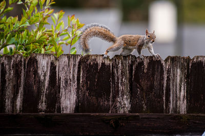 Squirrel on wooden fence