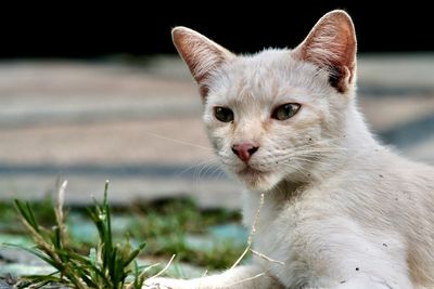 cat