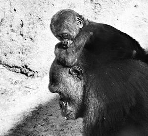 Gorilla carrying tired baby