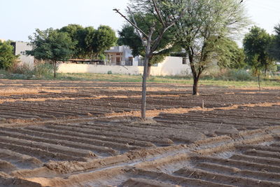 Scenic view of agricultural field against sky