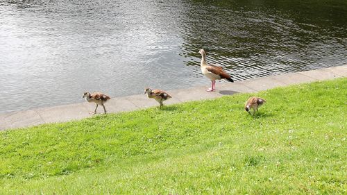 Birds by lake